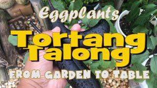 Growing and Cooking Japanese Ichiban Eggplants Solanum Melongena  Tortang Talong [upl. by Ynnoj]