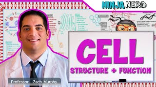 Cell Biology  Cell Structure amp Function [upl. by Oremor]