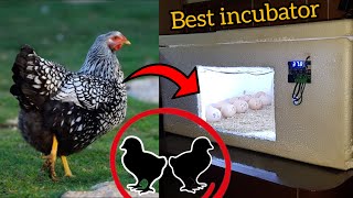 Best incubator for eggs hatching silver wyandotte large chicken eggs hatching [upl. by Deste]