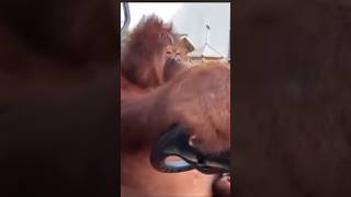 Orangutan ￼Driving a golf cart shorts memesvideo [upl. by Ahsiemal]