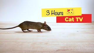 CAT TV  Mouse for cats to watch 3 HOURS [upl. by Amalee]