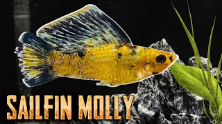 Sailfin Molly  The Ultimate Beginner’s Fish  Poecilia latipinna [upl. by Yvel]