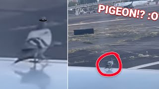 Pigeon Tries Flying On Airplane Wing [upl. by Ailla199]