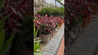 Clock house Nursery  North London Nursery  Plants 🪴  Seeds  UK Nursery plantnursery london [upl. by Sollows]