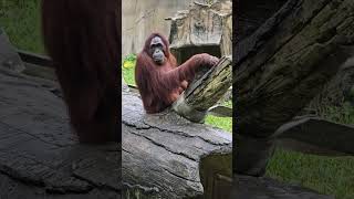 紅毛猩猩Bornean OrangutanTaipei Zoo [upl. by Edson519]