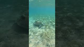 Snorkeling with turtle in the red sea  egypt snorkeling 🤿🐢 travel snorkeling redsea turtle [upl. by Ardnuyek828]