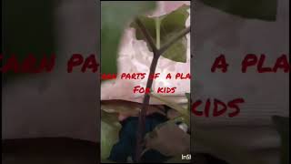 Learn Parts of a Plant for kids kids plants blog viralvideo trending shorts tinyplants live [upl. by Ahsitneuq687]