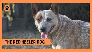 Red Heeler Dog Everything You Need to Know [upl. by Acinok]