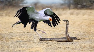 King Cobra Fights With Secretary Bird In The Wild Who Is The Best [upl. by Yebloc]