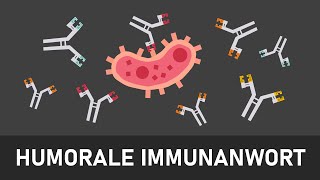 Humorale Immunantwort  Spezifische Immunabwehr 2  Immunabwehr einfach erklärt [upl. by Mobley]