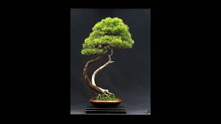 bunjin  literati style bonsai inspiration [upl. by Anastice]