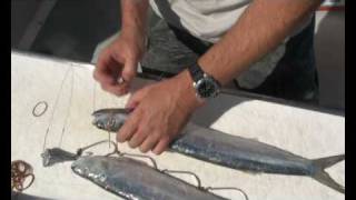 How to rig a Wolf Herring for Spanish Mackerel fishing [upl. by Ardisj883]