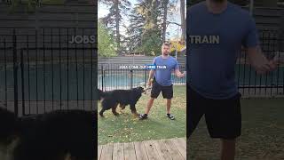 3 Steps to stop backyard barking [upl. by Atonsah96]