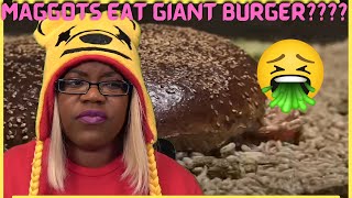 TRY NOT TO CRINGE  How Quickly MAGGOTS Eat GIANT BURGER  Snacker  AyChristene Reacts [upl. by Halimeda]