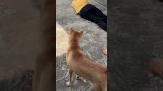 Dog’s Reaction to My Fainting Heartwarming or Hilarious Click to Watch the Full Video [upl. by Kal]