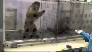 Capuchin Monkeys Reject Unequal Pay [upl. by Claman590]