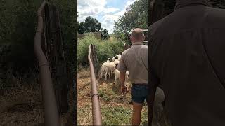 Offloading our First Dorper sheep [upl. by Iow867]