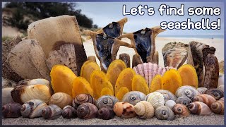 Tellins and Oysters  Finding Shells on the Fraser Coast at Low Tide shells shelling [upl. by Zapot]