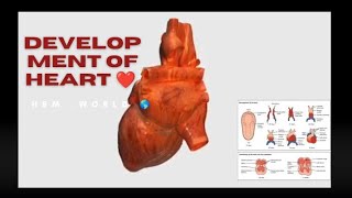 development of heart  fully explained ll must watch [upl. by Demmer449]