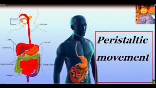 PERISTALTIC MOVEMENT IN Human Digestive System 10th CLASS BIOLOGY [upl. by Aural]