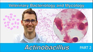 Actinobacillus Part 2  Veterinary Bacteriology and Mycology [upl. by Rufe968]