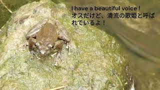 Kajika Frog Buergeria buergeri カジカガエル Ichihara city Japan 2024617 [upl. by Acireit152]