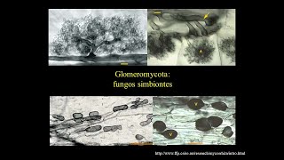 Glomeromycota simbiontes das raízes de plantas [upl. by Euginomod]