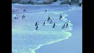 Funny african penguins [upl. by Yoc]