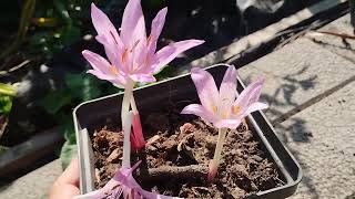 COLCHICUM X AGRIPPINUM [upl. by Akiemahs700]