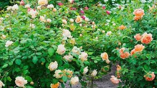 Rose 🌹 Blooms in My Garden [upl. by Valerie]