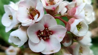 Bergenia ciliata Care Tips  Know Everything About Bergenia ciliataElephants Ear  Spring Flowers [upl. by Htebaile]