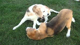 beagle epilepsy  Lafora disease 26072012 [upl. by Anaujal]