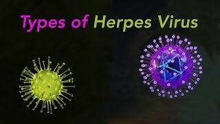 Types of Herpes [upl. by Sined871]