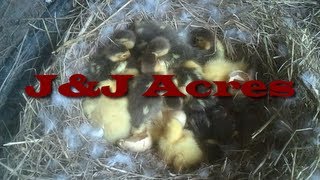 Muscovy Duckling Hatching  03302013 [upl. by Anaed]