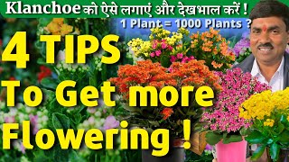 🔴 4 Tips for Kalanchoe  How to Grow and Care Kalanchoe  Kalanchoe को ऐसे लगाएं [upl. by Kleper]