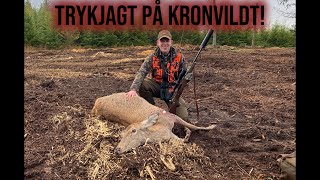 Trykjagt på kronvildt [upl. by Sairahcaz]