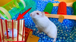 🐹 Pet Hamster escape the maze and traps 🐹 in Hamster Stories  Cute hamster to rescue his friend [upl. by Olin194]