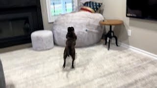 Adorable Staffy Kicks Off The Day With Zoomies And Getting Down To Business [upl. by Dayir]