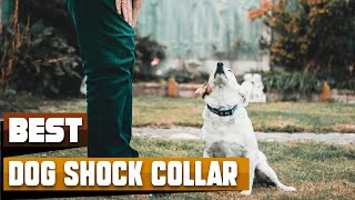 Best Dog Shock Collar In 2024  Top 10 Dog Shock Collars Review [upl. by Aja898]