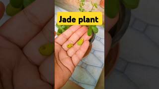 Jade plant yellow leaves jadeplant care yellowleaves shorts gardening [upl. by Ahsrop]