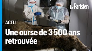 Lincroyable découverte dun ours vieux de 3 500 ans conservé dans le permafrost sibérien [upl. by Gudrin818]