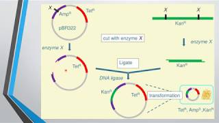 SELECTION OF RECOMBINANTS MALAYALAM [upl. by Nialb887]