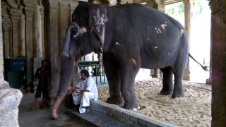 Srirangam Temple Elephant [upl. by Keene500]