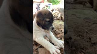 Baby DogDogs FunnyDogs CuteDogs Puppies DogTraining DogVideos DogLovers rescuedogs [upl. by Ciel621]