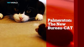 TRT World  World in Focus Palmerston The new bureauCAT [upl. by Arde]