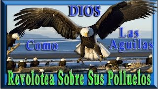 3 DIOS ES COMO EL AGUILA Q REVOLOTEA SOBRE SUS POLLUELOS [upl. by Dunham331]