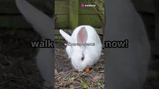 The Majestic Beauty of Snowshoe Hares rabbit snow animals [upl. by Oler452]