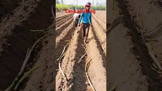 Cane planting [upl. by Aihn]