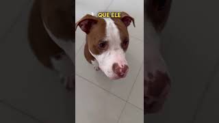 3 melhores dicas pro seu cachorro parar de errar o xixi [upl. by Lasala]