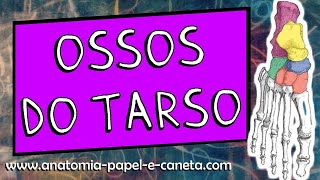 Anatomia óssea dos MMII  Parte 17  Ossos do TARSO [upl. by Ecallaw]